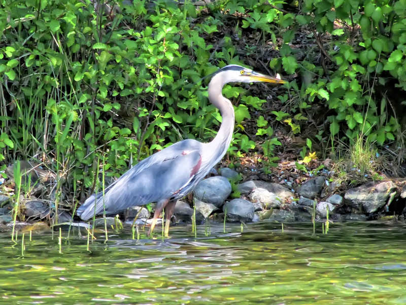 Great Blue Heron, Bridge Lake, BC
